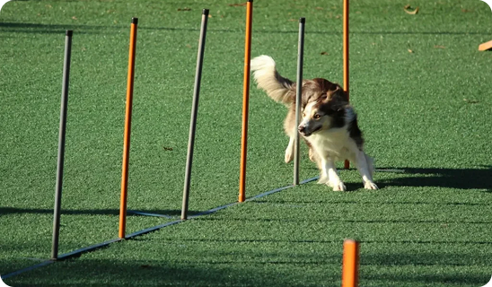 Agility